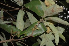 Actinodaphne angustifolia